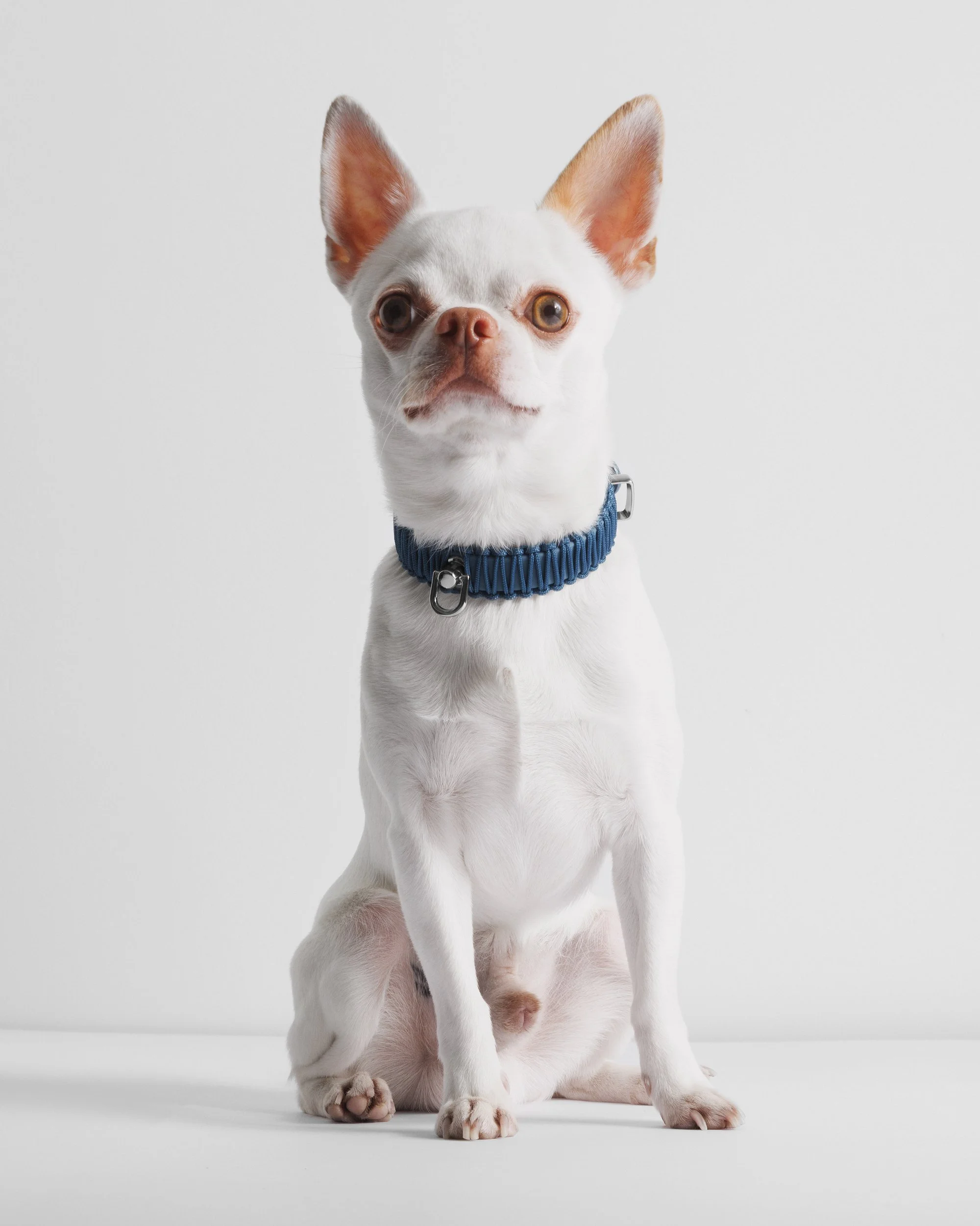 Tiny leashes and collars — VALKA KUKUR Modern sophsticated leashes